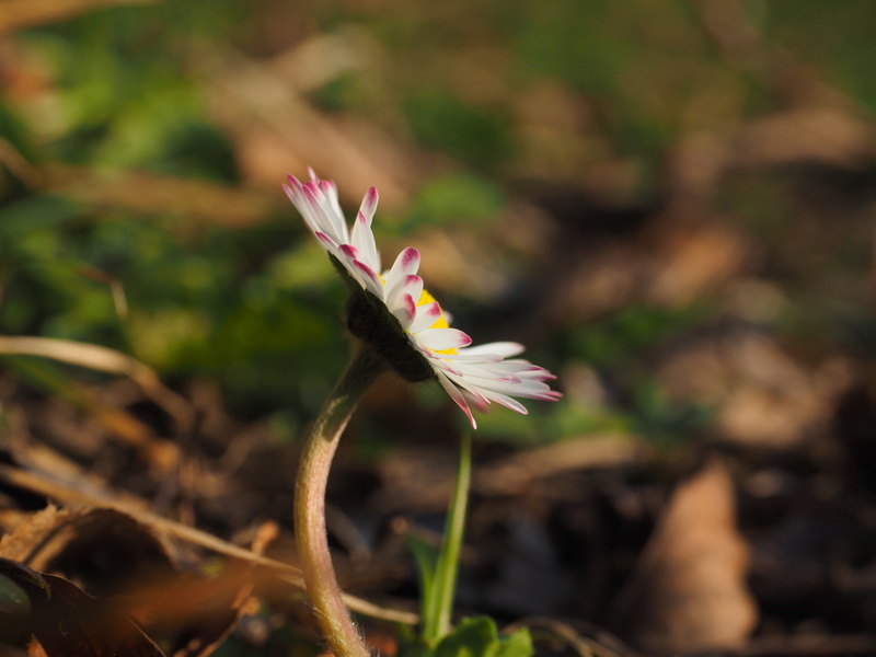 medicinal plant, land, asteraceae, white, no people, plant, close-up, tausendschön, m p, blossom, freshness, nature, daisy, botany, composites, cultivar