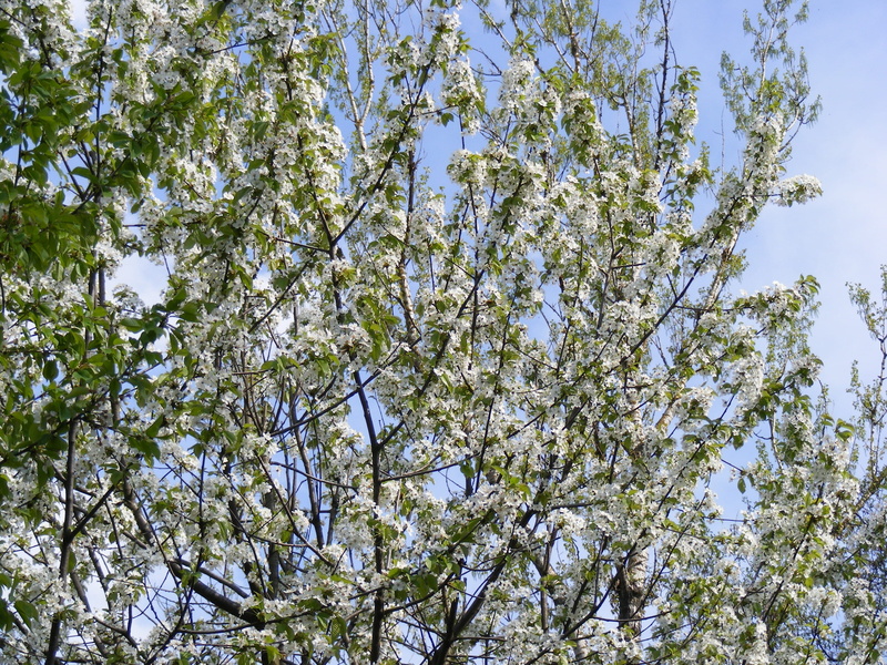 clear sky, small, flowering plant, blooming, spring, tiny, branch, fleurs, white, blue sky, plants, low angle view, plant, outdoors, vulnerability, springtime