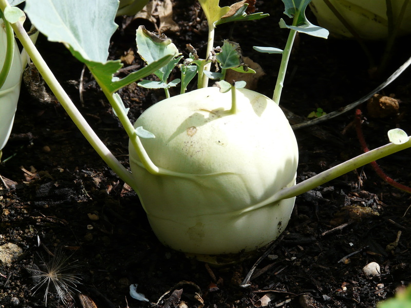 high angle view, farm, plant part, cultivar, 2K, outdoors, stem turnip, beauty in nature, agriculture, vegetables, upper kohlrabi, wellbeing, vegetable plant