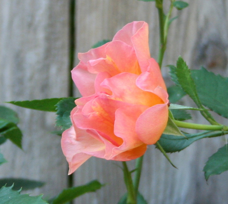 petal, rose, shrub rose, inflorescence, simple, hybrid, weathered fence, leaf, pink color, 2K, vulnerability, flowering plant, no people, cultivar, nature