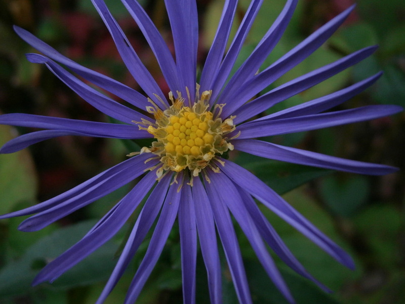 pollen, flowering plant, cultivar, spring, 1080P, blossom, close-up, plant, inflorescence, color, nature, beauty in nature, aster, blue, bloom, gazania
