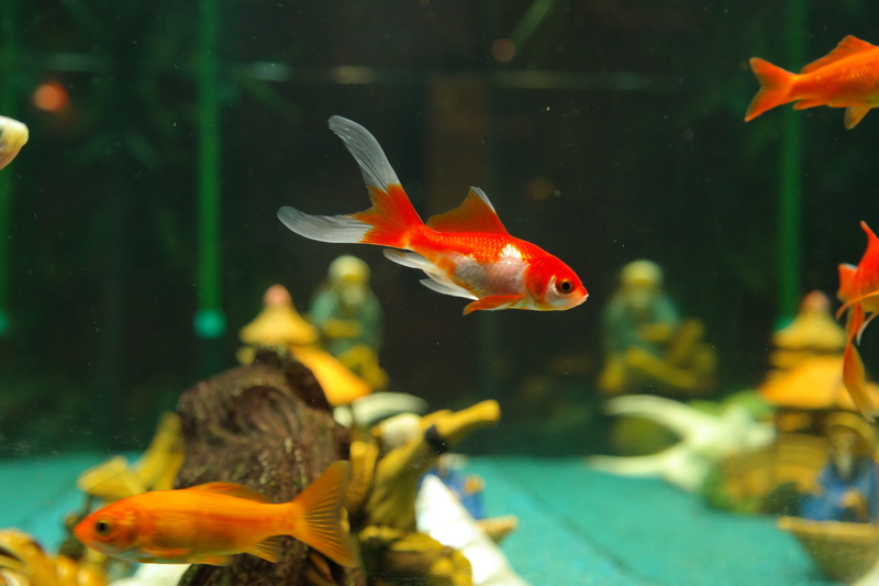 aquarium, vertebrate, swimming, underwater, cultivar, nature, marine, japanese breeding form, water, swim, swimming Animal, 5K, fishes, pet, freshwater fish