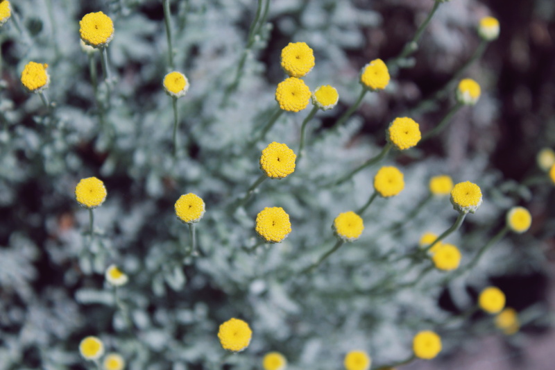 fragility, 5K, day, small, backgrounds, grey, selective focus, flower head, cultivar, color, vulnerability, flower, tiny, nature, growth, yellow, mums
