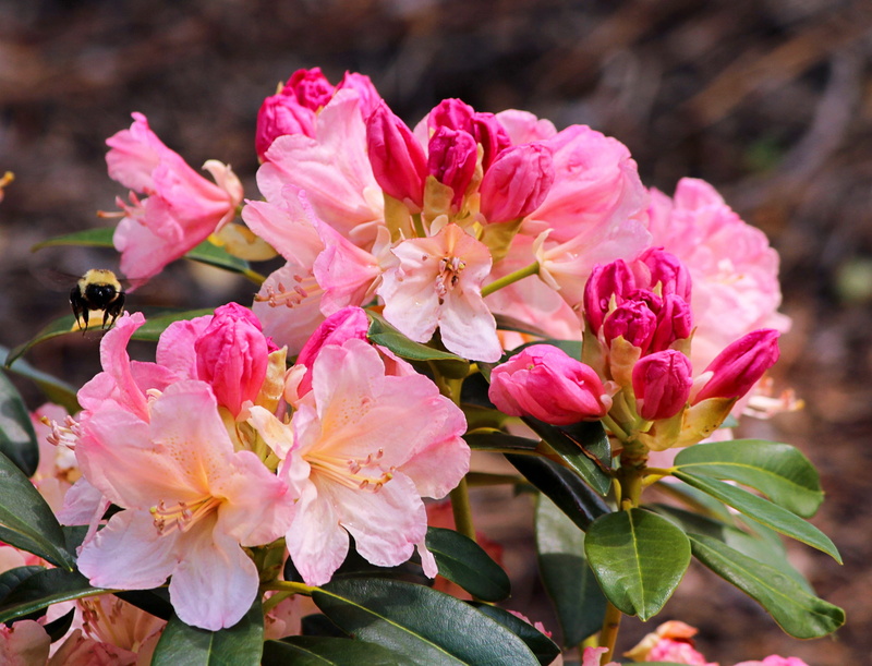 flowers, leaf, nature, springtime, close-up, blossoms, inflorescence, cherry blossom, azalea, outdoors, green leaf, focus on foreground, rhododendron, pink