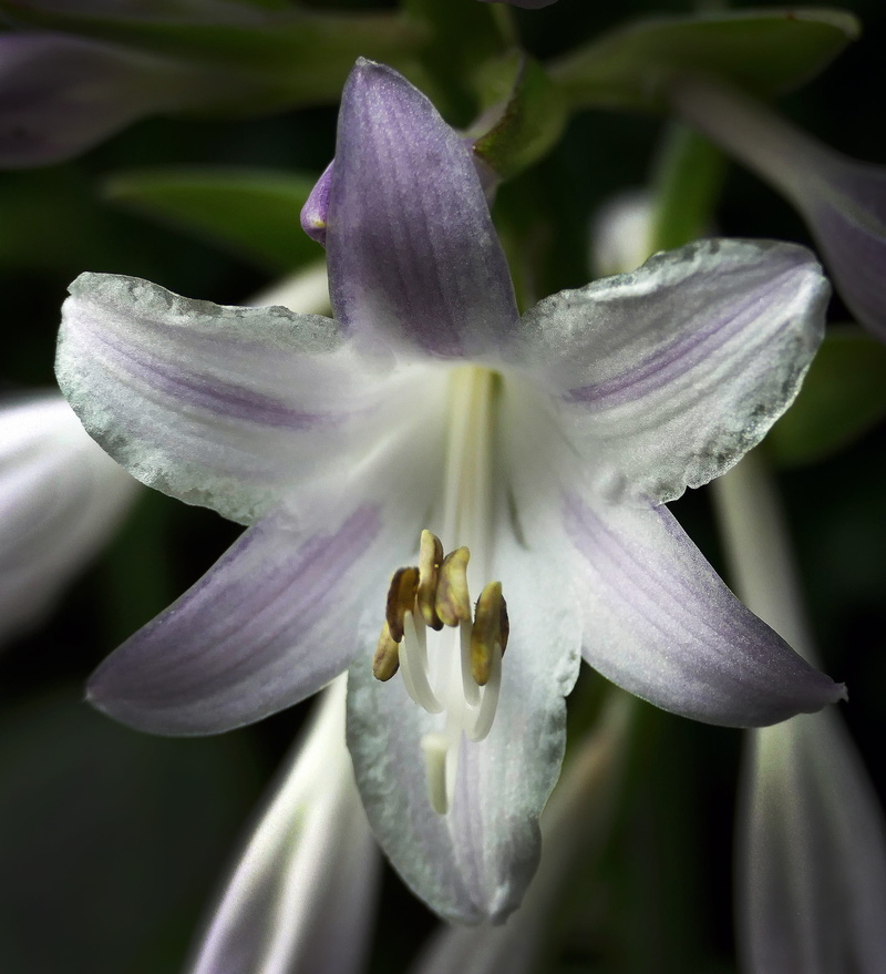 petal, flora, purity, hosta cultivar, close, ornamental plant, blossom, summer, pink and white, freshness, softness, flower, vulnerability, agavengewächs