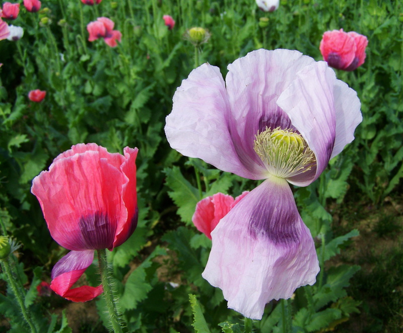 growth, no people, Summer, freshness, flower, mákföld, selective focus, nature, fragility, petal, mákvirágok, pink color, close-up, Cultivars, outdoors