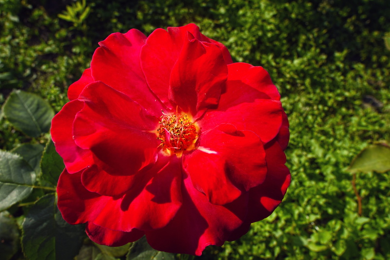 plant, flower, pollen, beauty in nature, vulnerability, flower head, freshness, close-up, symbol, outdoors, fragility, growth, flowering plant, 5K, petal