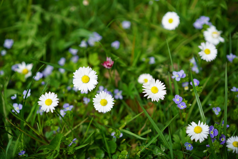 growth, freshness, harbinger of spring, field, white, m p, flower, little daisy, asteraceae, blossom, petal, food plant, daisy, tausendschön, multiannual daisy