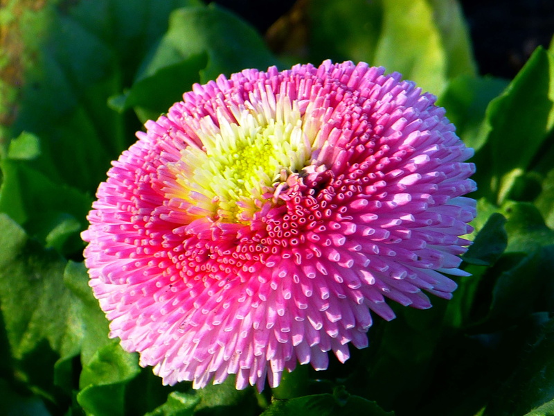multiannual daisy, freshness, composites, fragility, plant, nature, cultivar, purple, close-up, day, pink, blossom, white, spring, flowering plant, flower head