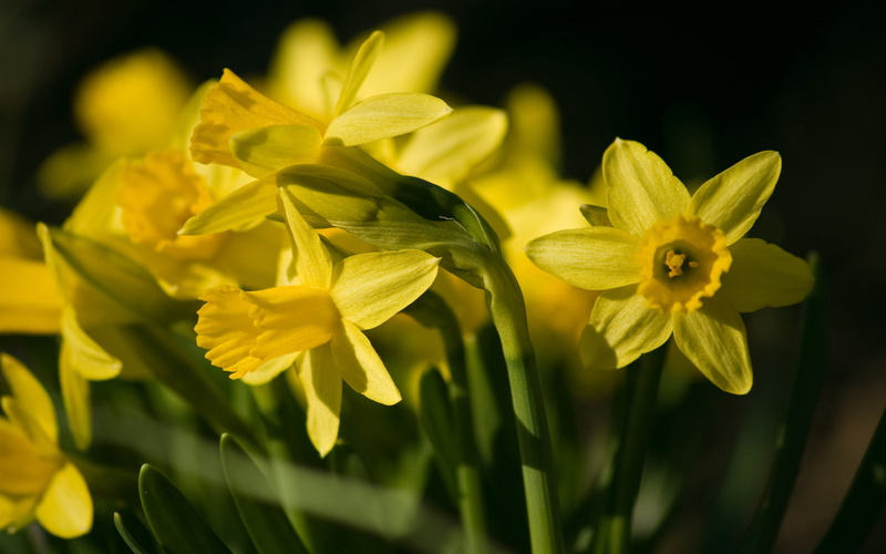te, 2K, t, narcissus, cultivar