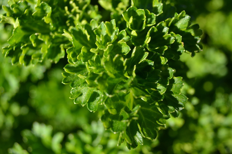herb, no people, flavour, 4K, leaf, green color, parsley, green, healthy eating, full frame, selective focus, biennial, nature, petroselinum crispum, growth
