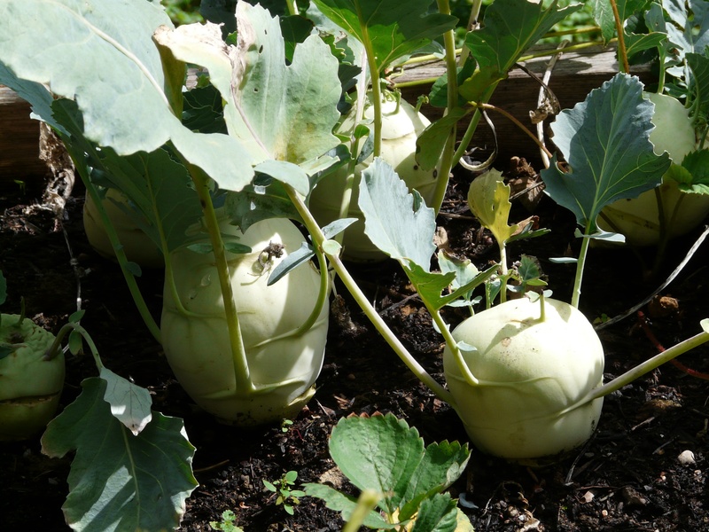 stem turnip, field, leaf, green, food and drink, healthy, white color, kohl, close-up, nature, upper beet, cabbage, swede rutabaga, caulis, cultivar, plant