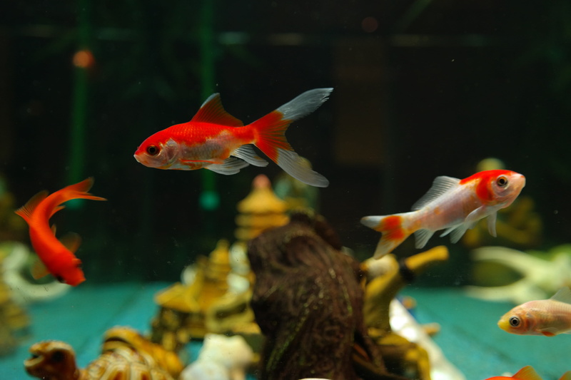 cultivar, 5K, animals in the wild, animals in captivity, group of animals, vertebrate, water, tank, japanese breeding form, fish tank, transparent, freshwater fish