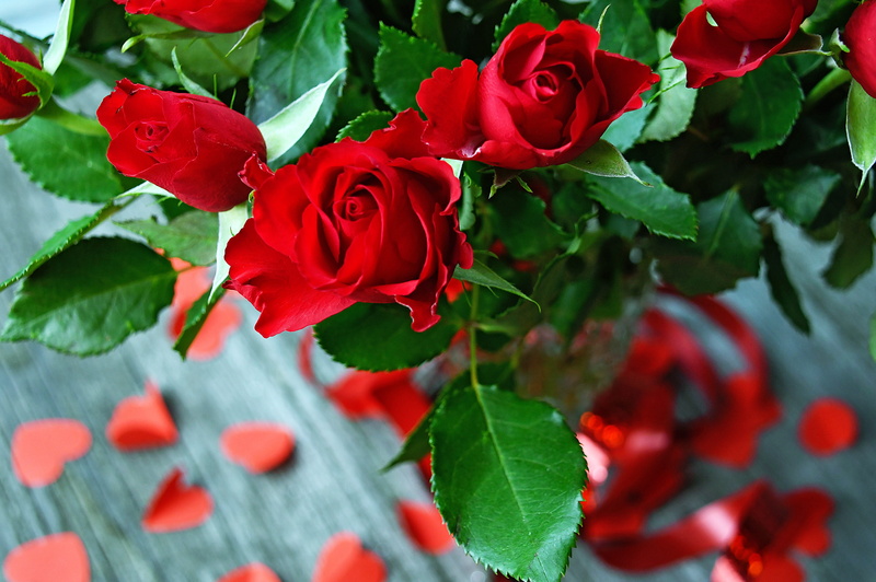 5K, plant, spring, flowering plant, growth, fragility, rose - flower, beauty in nature, rose, inflorescence, background, outdoors, red rose