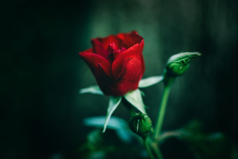 inflorescence, plant, growth, red, freshness, close-up, fragility, red rose, 5K, sepal, nature, single, rose, gift, love, vulnerability, green color, romantic
