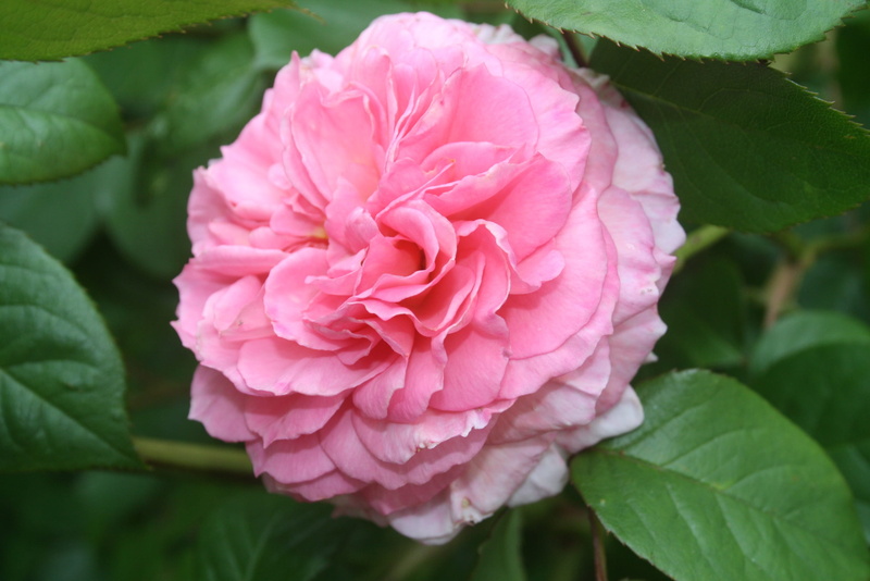 close-up, vulnerability, blossom, single Flower, plant, rose - Flower, green Color, summer, Flower, beauty In Nature, romantic, leaf, pink, Pink, plant part