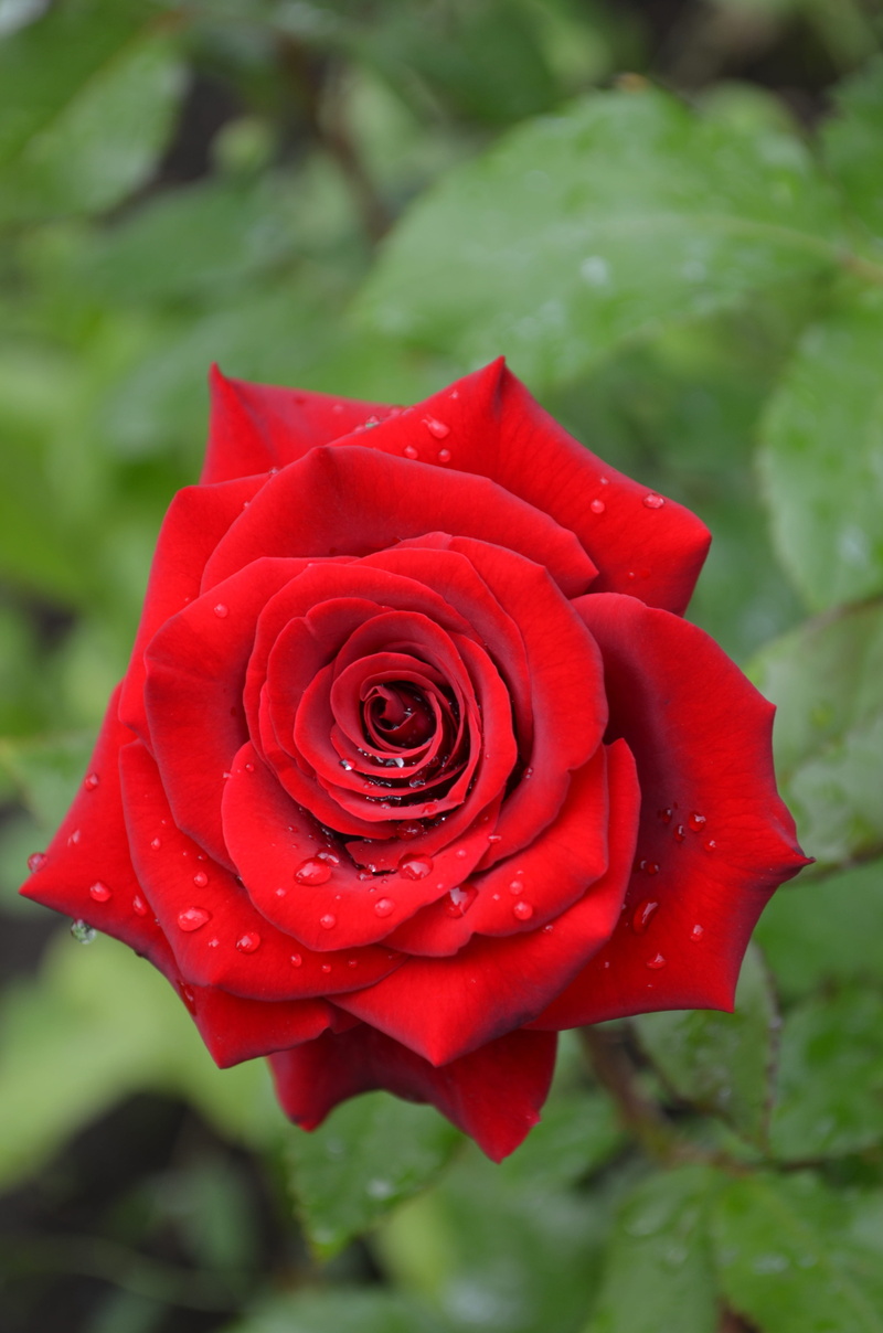 freshness, flower head, red rose, 4K, flowering plant, close-up, rose, beautiful, growth, plant, love, inflorescence, focus on foreground, flowers, beauty in nature