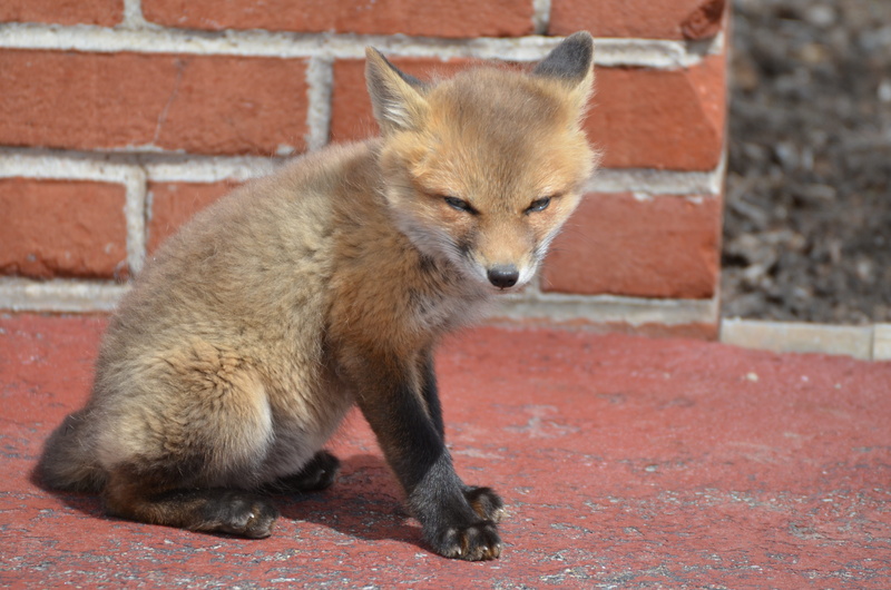 young animal, portrait, animal, one animal, mammal, wildlife, fox, adorable, focus on foreground, kits, outdoors, brick, full length, no people, love, 4K