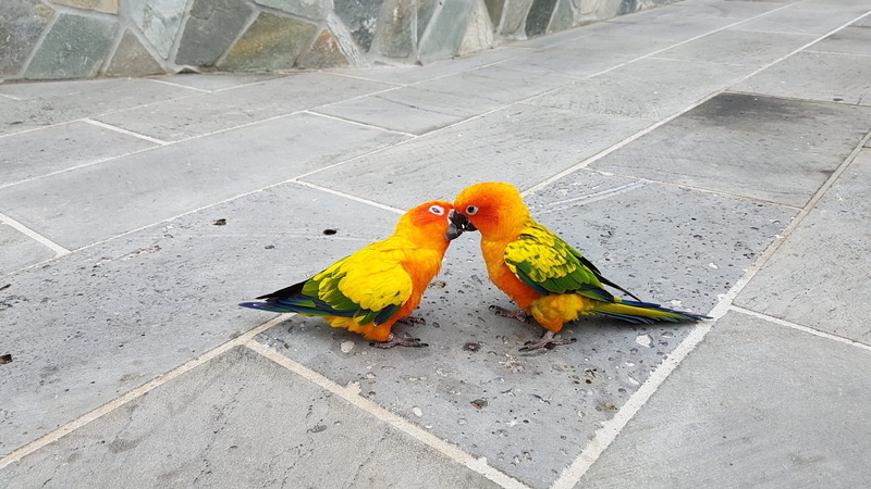 parakeet, day, animal family, Kiss, animal wildlife, perching, no people, animal, beak, bird, love fights, Fight, multi Colored, high angle view, vertebrate