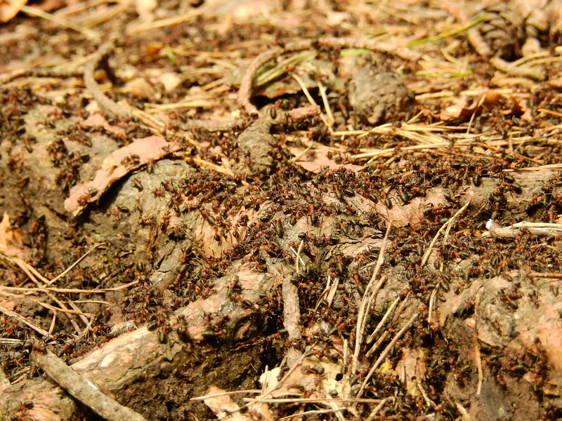 brown, group of animals, field, invertebrate, dry, high angle view, day, dirt, Insect, Forest, Wood Ant, close-up, messy, autumn, swarm, animal wildlife