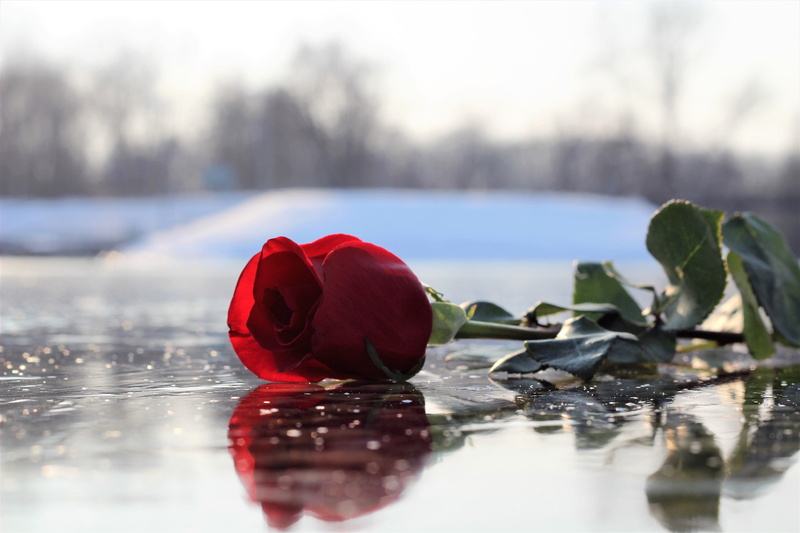cold temperature, green, petal, flora, red, reflection, freshness, nature, romance, beautiful, outdoor, fragility, 5K, red rose on ice, flowering plant