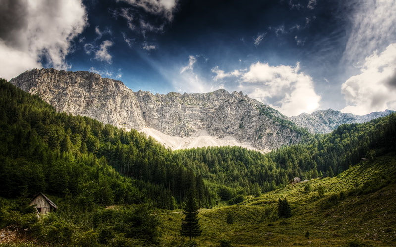 pine woodland, outdoors, scenics, idyllic, austria, tranquility, day, coniferous tree, daytime, summer, tranquil Scene, pine tree, beauty In Nature, sunlight