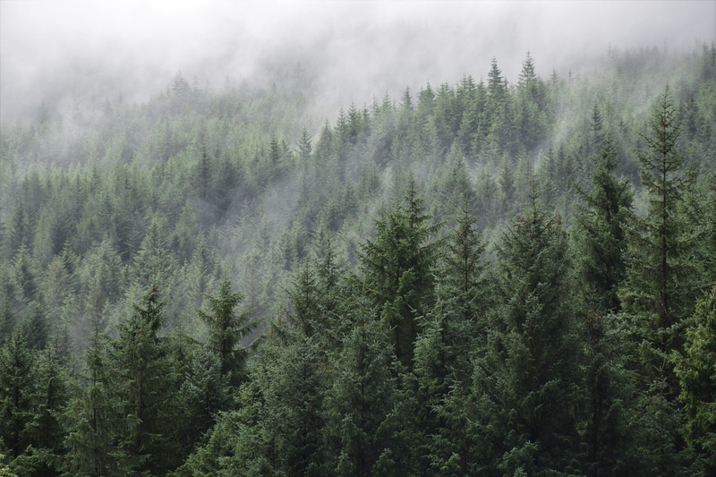 no people, pine tree, day, mountain, evergreen tree, forest, tranquil scene, pine wood, 5K, aerial, woodland, green color, non-urban scene, tree, nature