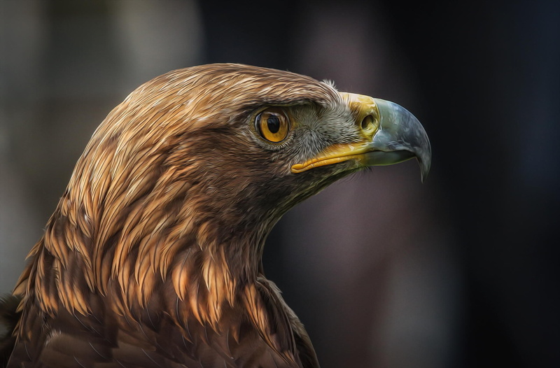 predator, Detlef Knapp, Bird, eagle, profile, 1080P