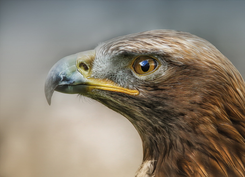 1080P, eagle, profile, Detlef Knapp, Bird, predator