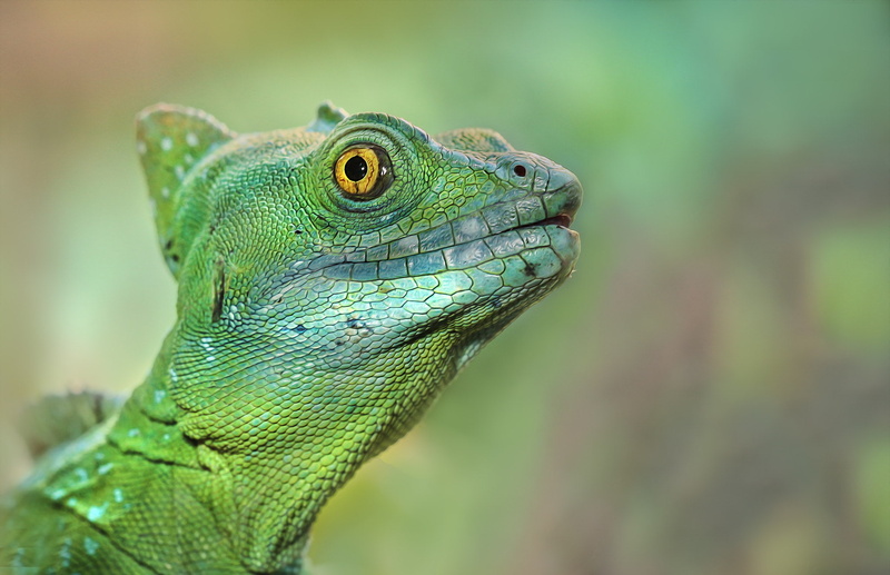chameleons, Depth Of Field, animals, closeup, Detlef Knapp, 1080P