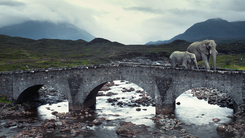 elephant, baby, elephants, 1080P, animals, isle, skye, rivers, bridges