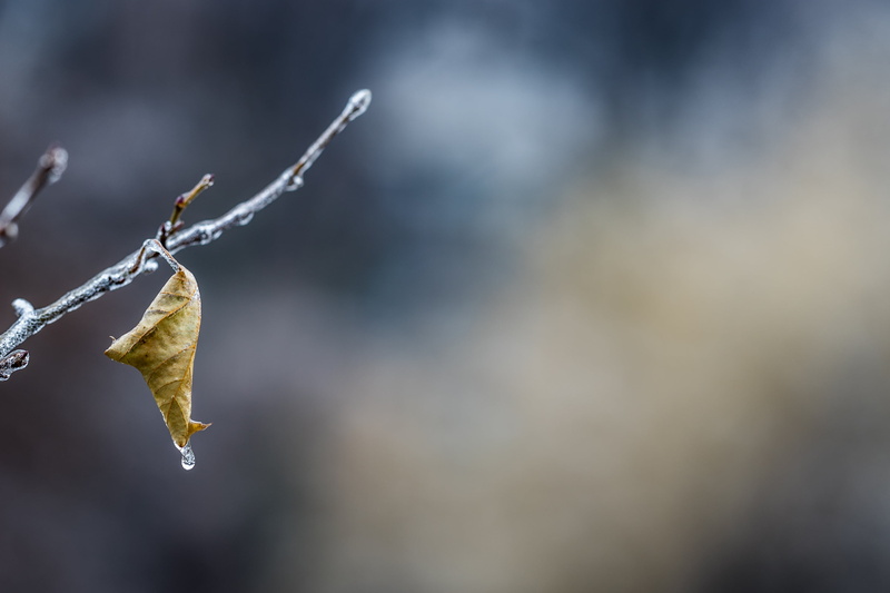 dof, winter, bokeh, icy, tilt, yellow, backgrounds, season, morning, nature, tree, lens, ice, branch, outdoors, samyang, Frozen, 2K, leaf, outdoor, sony
