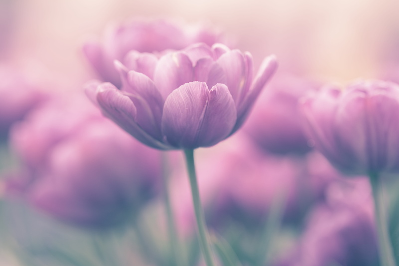 pink, freshness, petal, garden, no people, 5K, focus on foreground, pink color, bloom, happy, growth, floral, vulnerability, fragility, spring, beauty in nature