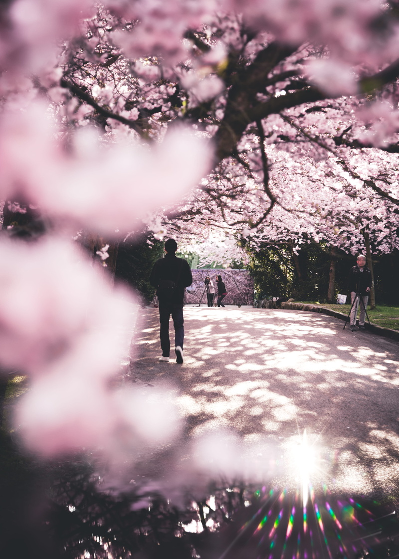 flower, outdoors, pink, 4K, flora, nature, blur, two people, plant, spring, beauty in nature, copenhagen, growth, cherry blossom, man, bispebjerg kirkegård (frederiksborgvej)