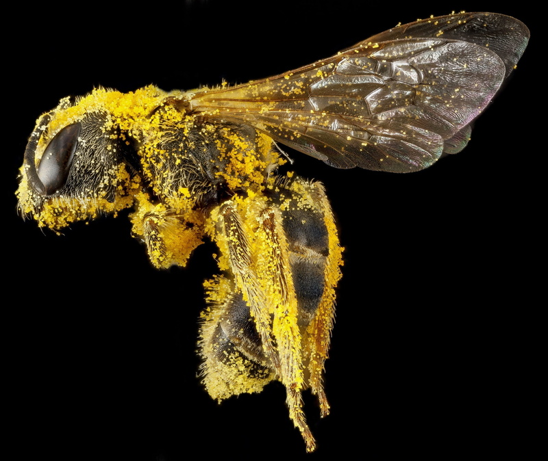 reptile, wings, side view, close-up, profile view, animals in the wild, invertebrate, zoology, honeybee, cut out, mounted, indoors, animal wildlife, animal themes