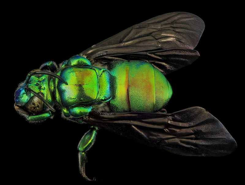 1080P, ball, close up, black background, nature, exaerete frontalis, insect, hymenoptera, stinky, still life, green color, studio shot, animal themes