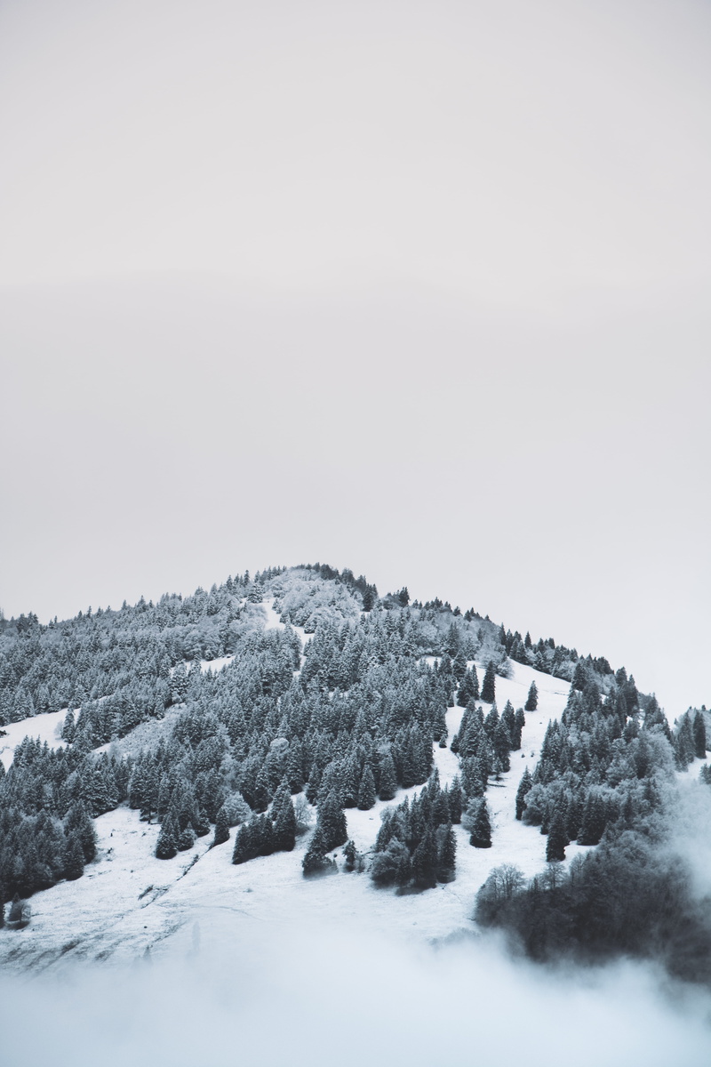 land, cloud, white color, plant, black, day, scenics - nature, white, 5K, germany, winter, fir, tree, environment, grayscale, outdoors, ice, fir tree