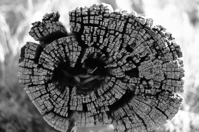 plant, nature, natural pattern, trees, harcourt north, deforestation, focus on foreground, black and white, 720P, design, pattern, mount alexander, timber