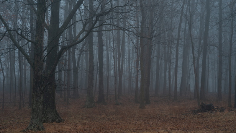 woods, hazy, leafs, fogs, tranquility, outdoors, branch, line, non-urban scene, environment, beauty in nature, tree, landscape, tranquil scene, forest