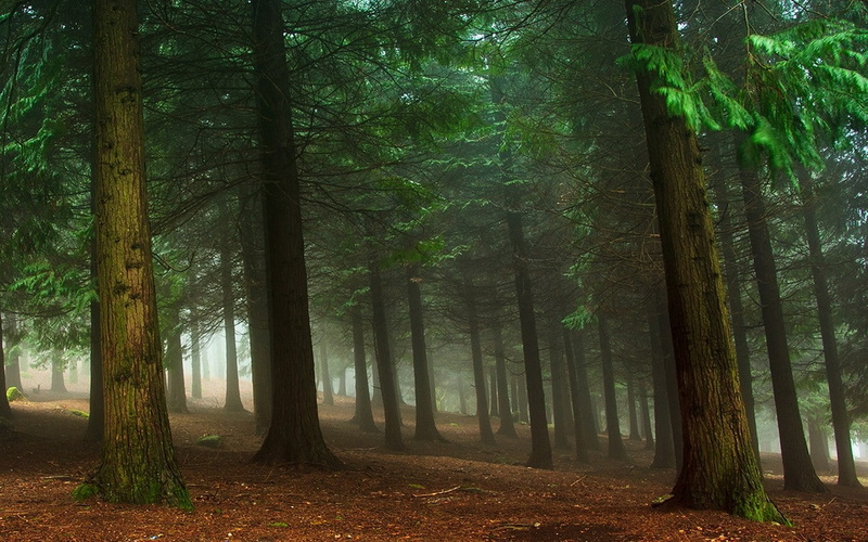 woodland, land, bamboo - plant, scenics - nature, green, tranquility, non-urban scene, no people, environment, forest, tranquil scene, 720P, tree, landscape