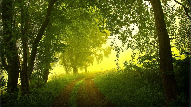 trees, forest, 1080P, mist, green, landscape, dirt road
