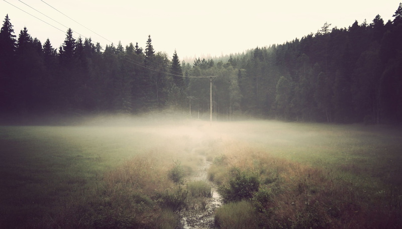 land, day, mist, green, beauty in nature, tranquility, fog, sky, environment, leafed, no people, trees, 720P, non-urban scene, growth, tree, nature, forest