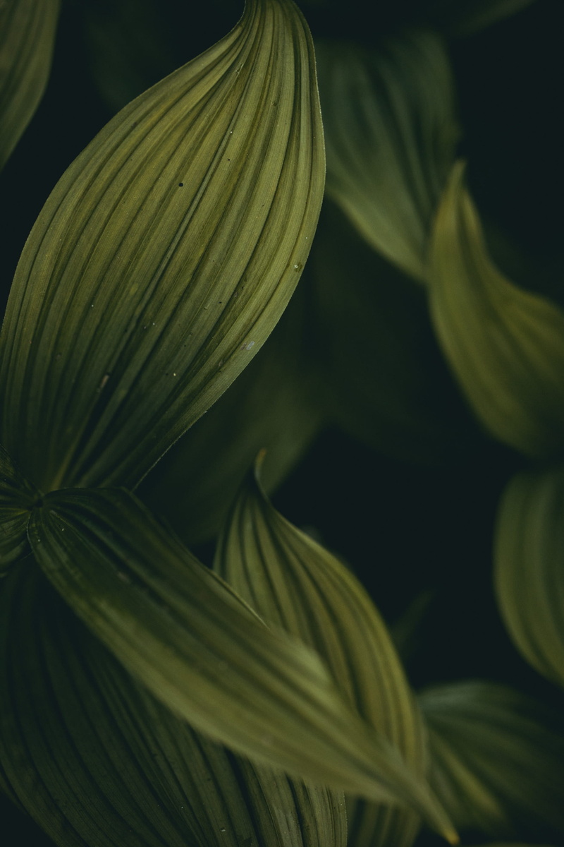 jungle, photographer, dark, springtime, freshness, tree, 2K, backgrounds, flower, summer, green, photography, abstract, botany, adventure, leaf, close-up