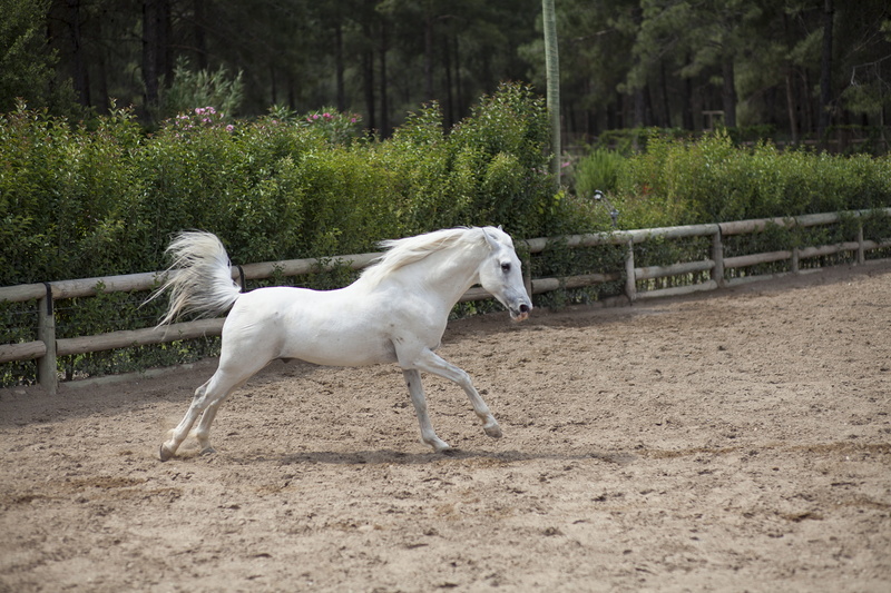 running, barn, ride, ranch, arabic horse, pets, plant, dog, thoroughbred horse, domestic, one animal, white color, animal head, no people, white, full length