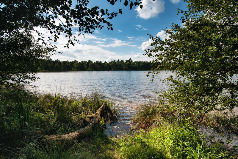 plant, wümme, outdoors, scenics - nature, green color, forest, lake, clouds, day, tranquility, beauty in nature, bullensee, water, non-urban scene, bank