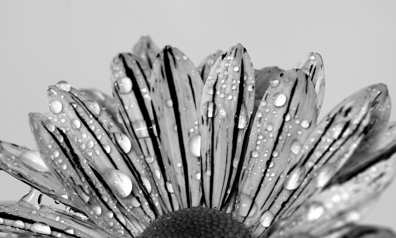 beauty in nature, spring, black and white recording, no people, freshness, bloom, drip, close-up, raindrop, flower, plant, pollen, flower head, drop, black and white