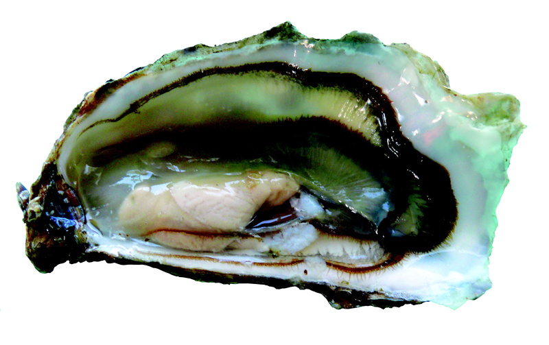 food and drink, seafood, shell, animal, studio shot, oyster, clipping, nature, wellbeing, the boucholeurs, marine, cut out, contoured, animal wildlife
