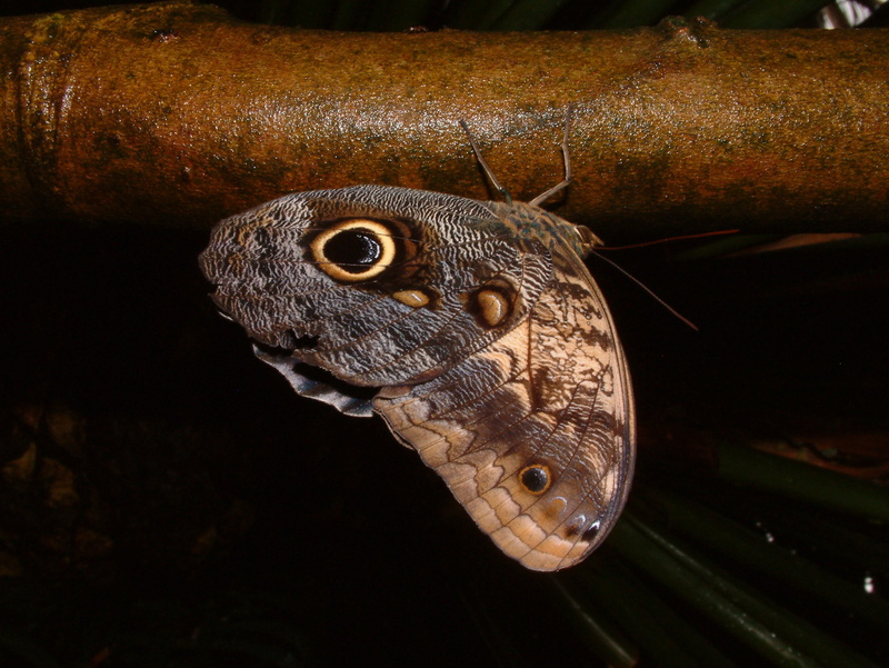 butterfly, outline, one animal, eye, no people, tropical, decorative, brown, indoors, contour, 2K, animal themes, fly, reptile, animal body part, wing