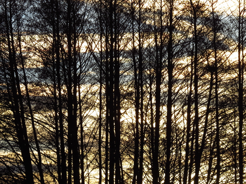 tranquility, low angle view, abendstimmung, trees, Forest, black, branch, silhouette, outdoors, coniferous tree, plant, pine tree, 4K, forest fire, evening