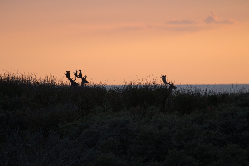 environment, vertebrate, scenics - nature, bigvife, plant, deer, stag, land, animals in the wild, nature, field, animal, animal wildlife, antler, dutch